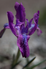 Iris tigridia