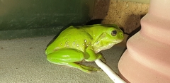 Ranoidea caerulea