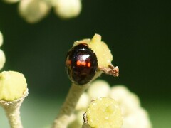 Chilocorus bipustulatus