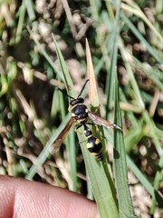 Eumenes mediterraneus