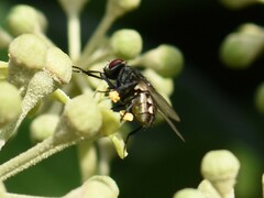 Musca autumnalis