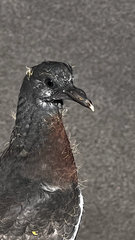 Columba palumbus