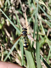Eumenes mediterraneus