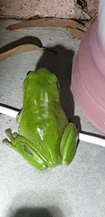 Ranoidea caerulea