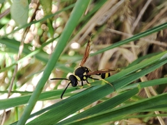 Eumenes mediterraneus