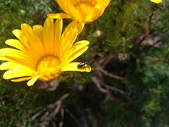 Neoeutrapela