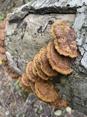 Fuscoporia