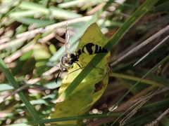 Eumenes mediterraneus