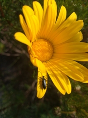 Neoeutrapela