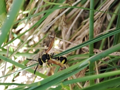 Eumenes mediterraneus