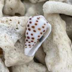 Conus eburneus