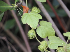 Passiflora vesicaria