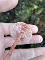 Laccaria proxima
