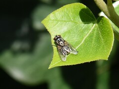 Musca autumnalis