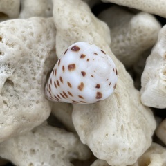 Conus eburneus