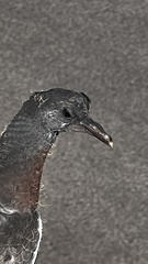 Columba palumbus