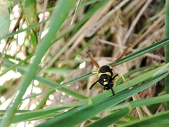 Eumenes mediterraneus