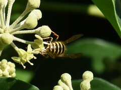 Dolichovespula media
