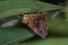 Hasora badra