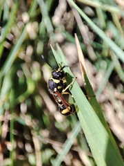 Eumenes mediterraneus