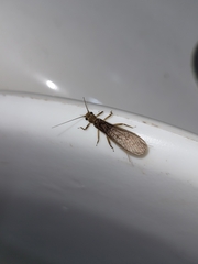 Plecoptera