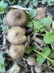 Entoloma