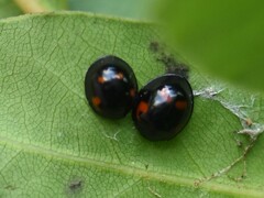 Exochomus quadripustulatus