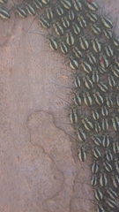 Psocidae
