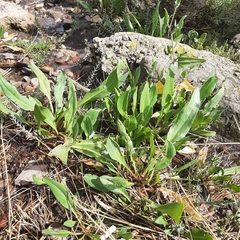 Tripolium pannonicum