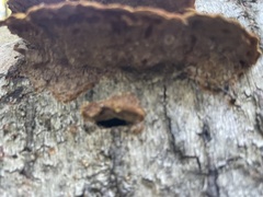 Fuscoporia