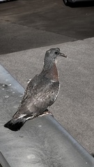 Columba palumbus