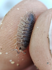 Porcellio dilatatus