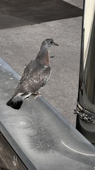 Columba palumbus