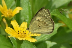 Colotis amata