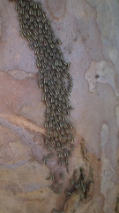 Psocidae