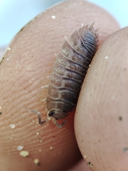 Porcellio dilatatus