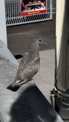 Columba palumbus