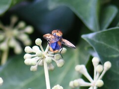 Phasia aurigera