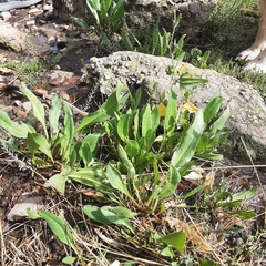 Tripolium pannonicum