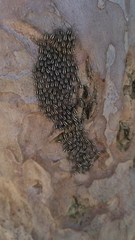 Psocidae