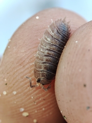Porcellio dilatatus