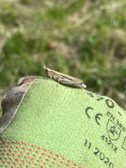 Chorthippus albomarginatus