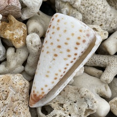 Conus litteratus
