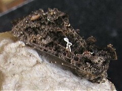 Ctenoplusia limbirena