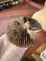 Chroogomphus rutilus