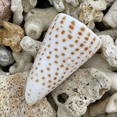 Conus litteratus