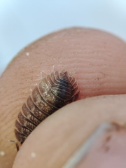 Porcellio dilatatus