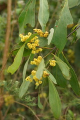 Acacia obliquinervia