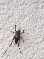 Pholidoptera griseoaptera