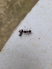 Camponotus rufipes